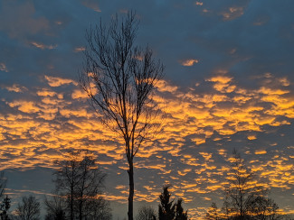 Baum-Sonnenuntergang